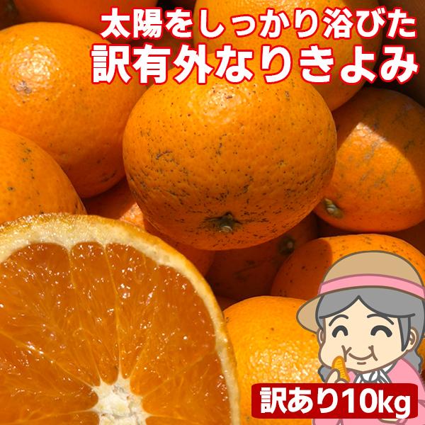 愛媛産 ご家庭用 農家さんもぐもぐ 外なり訳ありきよみ 10kg(+約0.5kg多め) 清見オレンジ  タンゴール 不揃い 傷  フルーツ 果物  みかん 送料無料（Yahoo!・フルーツショップサニー）