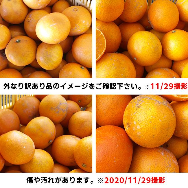 愛媛産 ご家庭用 農家さんもぐもぐ 外なり訳ありスイートまどんな 5kg(+約0.5kg多め) 不揃い 傷 汚れ有 紅まどんなと同品種 あいか｜fruit-sunny｜03