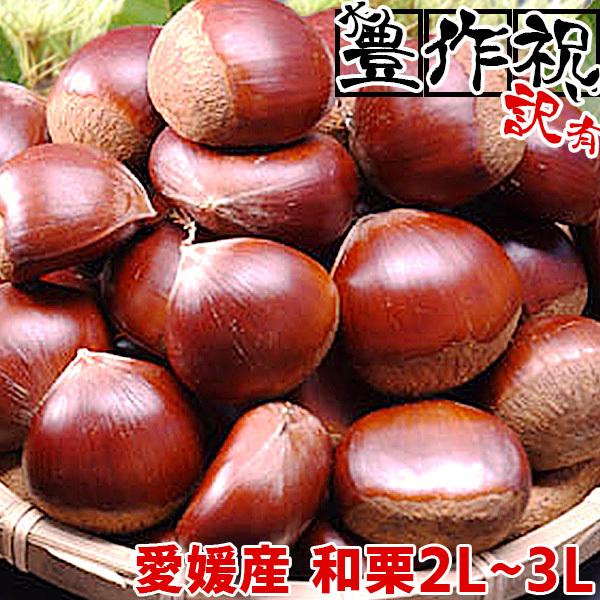 愛媛産 生栗 良品 約1kg(約40〜50個)【2品で+1kg(3kgセット) 3品で+2kg