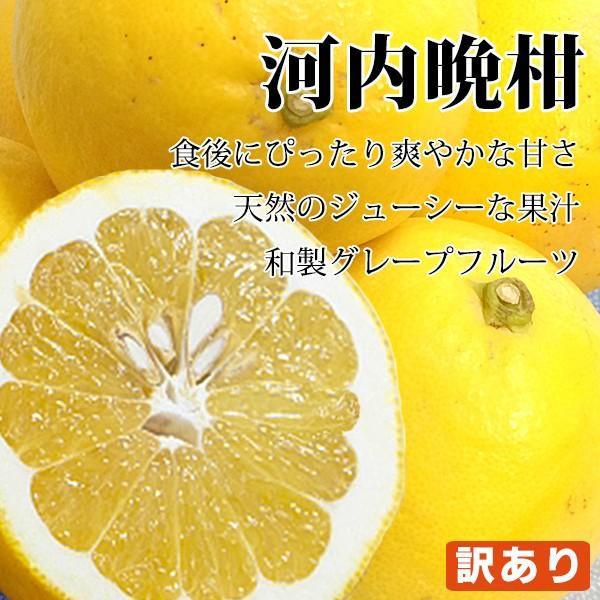 河内晩柑 訳あり 10kg 愛媛県産 送料無料 不揃い 2セット御購入でお得な500円OFFクーポン！夏文旦 美生柑 かわうちばんかん フルーツ 果物｜fruit-sunny