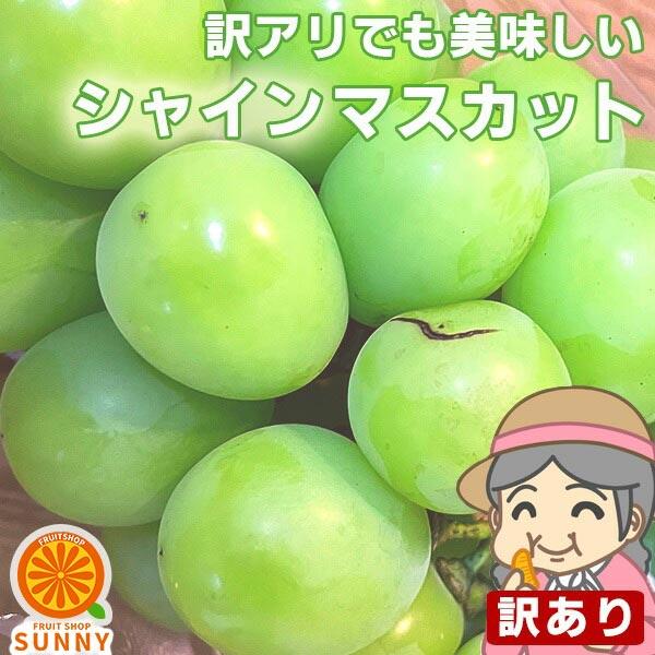 特大！もぐもぐシャインマスカット 訳あり 約1.2kg(目安1〜3房)  ご家庭用 送料無料 フルーツ 葡萄 ふぞろい 果物 旬 くだもの ぶどう 人気 | 