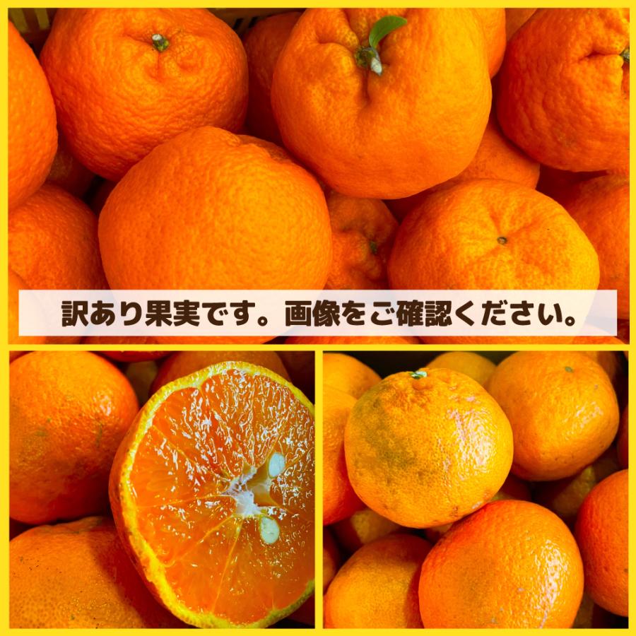 酸っぱうま〜い 愛媛県産 特に訳ありぽんかん 3.2kg 不揃い【送料無料】愛媛県産 椪柑 ポンカンオレンジ デコポンの親品種 フルーツ｜fruit-sunny｜02