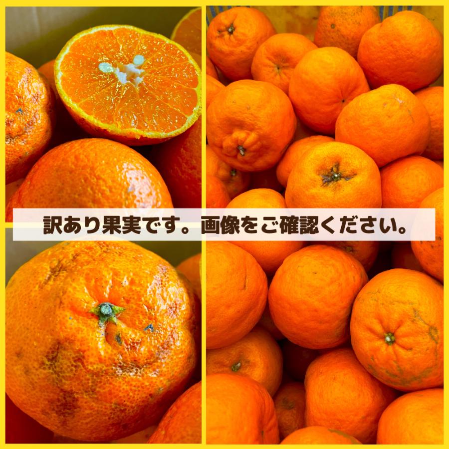 愛媛県産 特に訳ありぽんかん 5.5kg 不揃い【送料無料】愛媛県産 椪柑