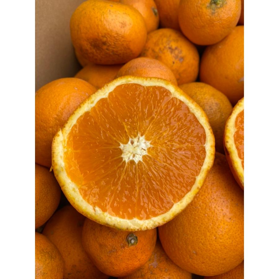 愛媛産 特に訳ありきよみ 10kg(+約0.5kg多め) 送料無料 清見オレンジ 清見タンゴール 不揃い 傷 汚れ有 フルーツ 果物  みかん｜fruit-sunny