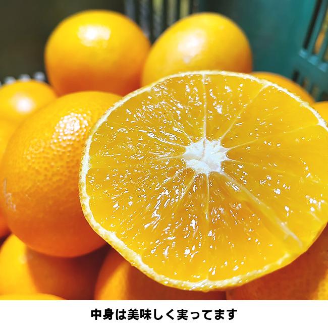 ちい　まどんな8kg×２箱ぐるりん Amazon.co.jp: 紅まどんな 紅マドンナ ギフト お歳暮 みかん 愛媛県産
