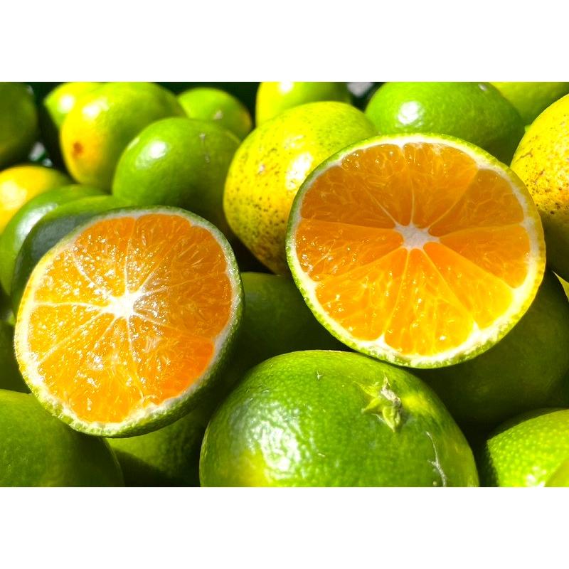 特に訳ありみかん15kg(+約0.5kg)【送料無料】不揃い 傷 なつみ 極早生