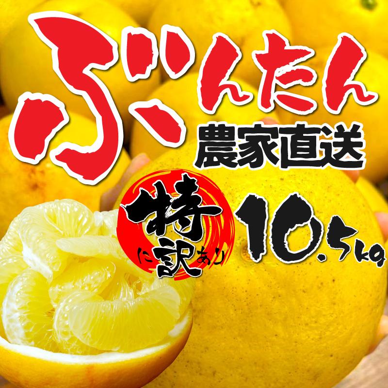 愛媛、高知県産 特に訳あり土佐文旦10.5kg 不揃い 送料無料 ぶん 愛媛、高知県産 特に訳あり土佐文旦10.5kg 不揃い 送料無料 ぶん