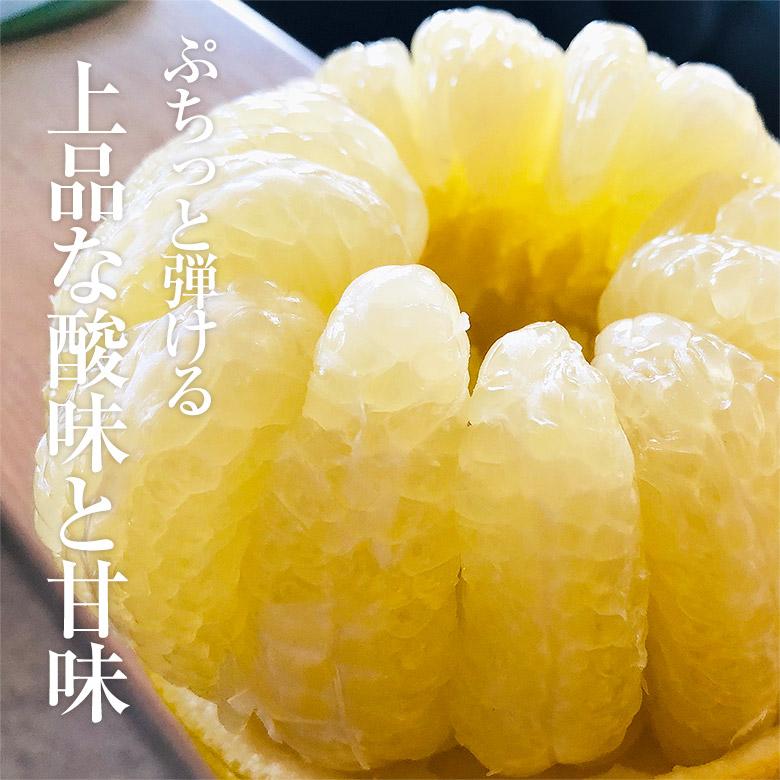 送料無料 土佐文旦 ブンタン 文旦 秀品 5玉 Lサイズ 1玉 約400g 送料無料 土佐文旦 ブンタン 文旦 秀品 5玉 Lサイズ 1玉 約400g