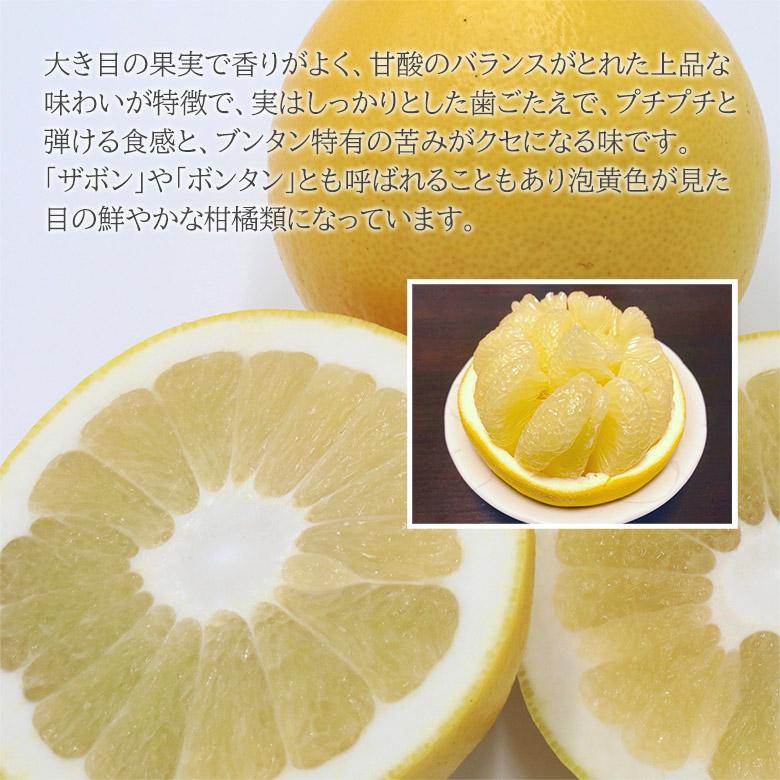 送料無料 土佐文旦 ブンタン 文旦 秀品 5玉 Lサイズ 1玉 約400g 送料無料 土佐文旦 ブンタン 文旦 秀品 5玉 Lサイズ 1玉 約400g