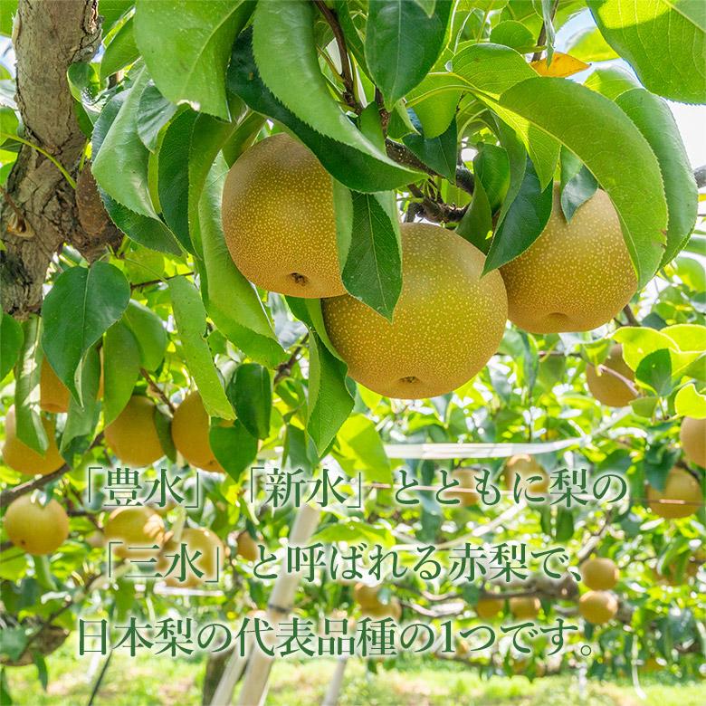 送料無料 幸水梨 豊水梨 1玉 約 300g 3玉 梨 幸水 豊水 予約 佐賀県産