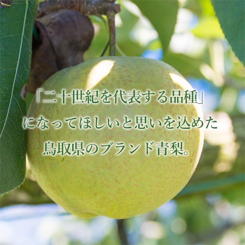順次ご発送中 送料無料 鳥取県産 地域厳選 二十世紀梨 20世紀梨 1玉 約