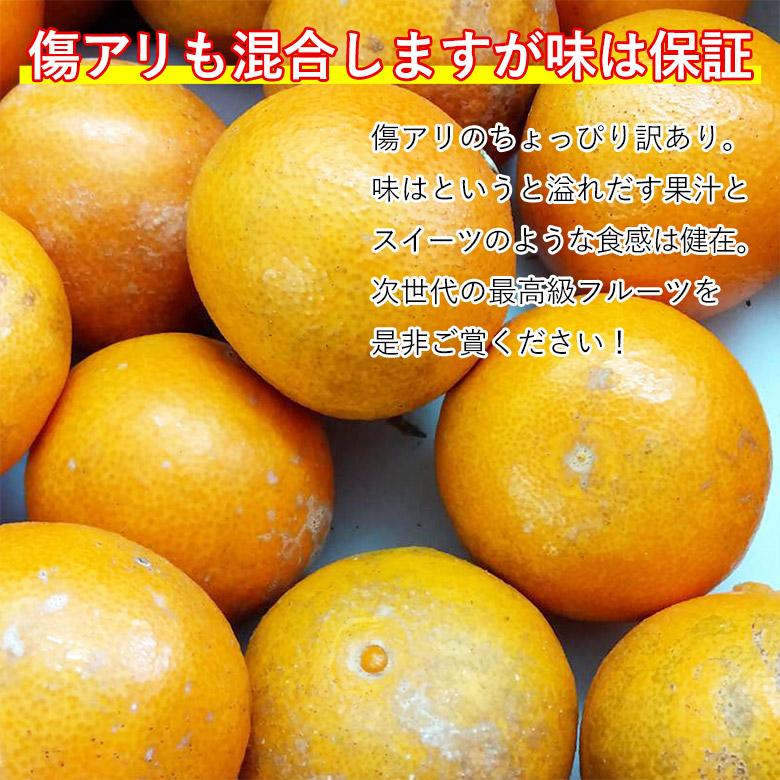 安心の自社検品 送料無料 愛媛県産 あいか 愛果 紅まどんな みかん