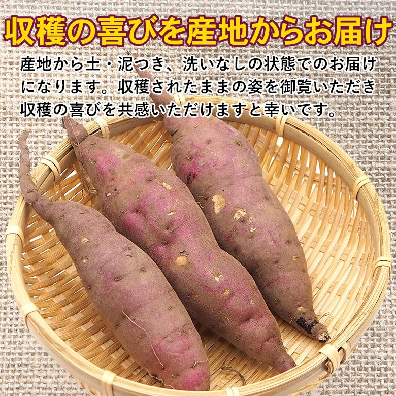 送料無料 産地直送 長崎県産 長崎紅はるか 秀品 A品クラス 約5kg 長崎 