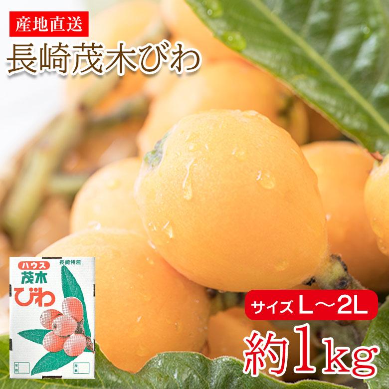 送料無料 産地直送 長崎茂木びわ 茂木びわ 長崎びわ 長崎県 長崎県産 茂木 びわ ビワ 枇杷 サイズ L 〜 2L 約 1kg 国産 ご自宅用 果物 くだもの 訳あり :biwa-nagamogi-l-1:くだもの観覧車 通販 おばあちゃんの佐賀の茂木 びわ 訳あり Sサイズ