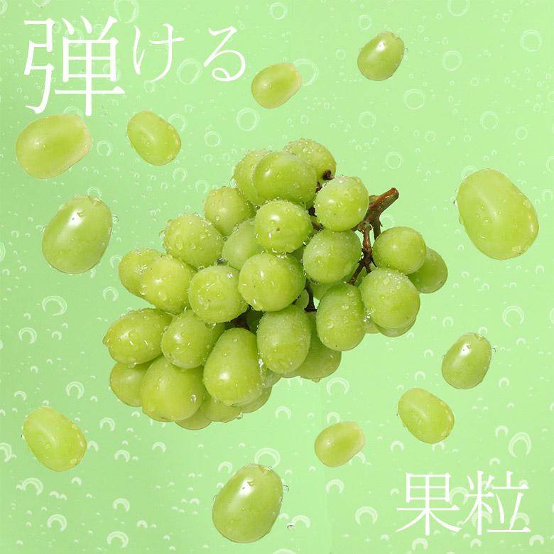 8月下旬より順次ご発送 送料無料 シャインマスカット 晴王 岡山県