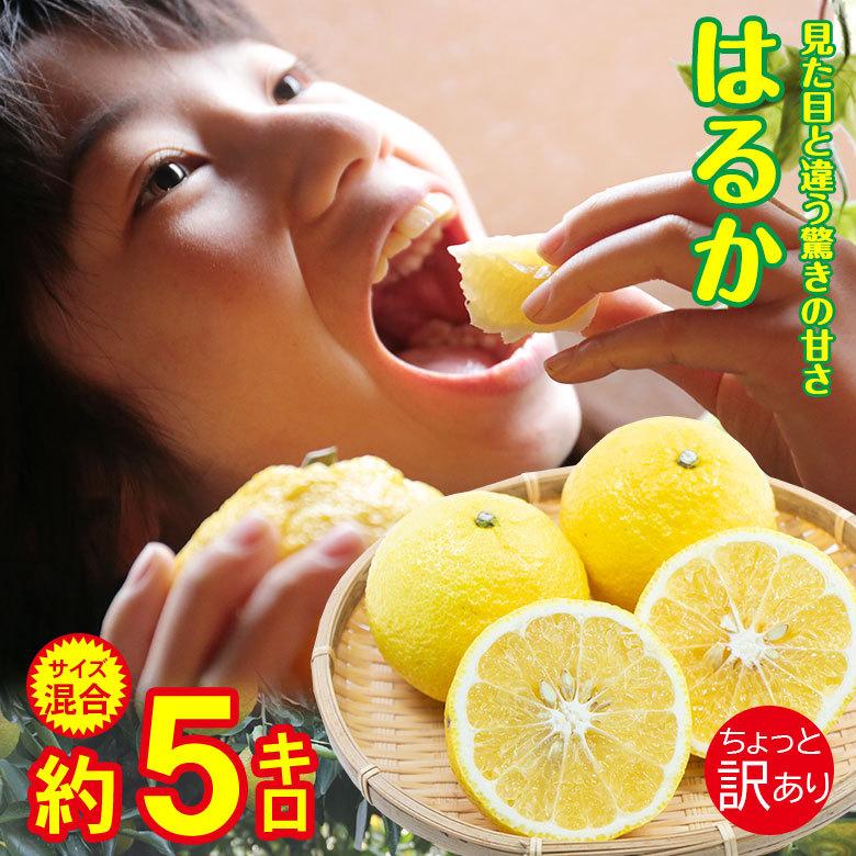 送料無料 長崎県 はるか 日向夏 サイズバラバラ サイズ混合 約 5kg