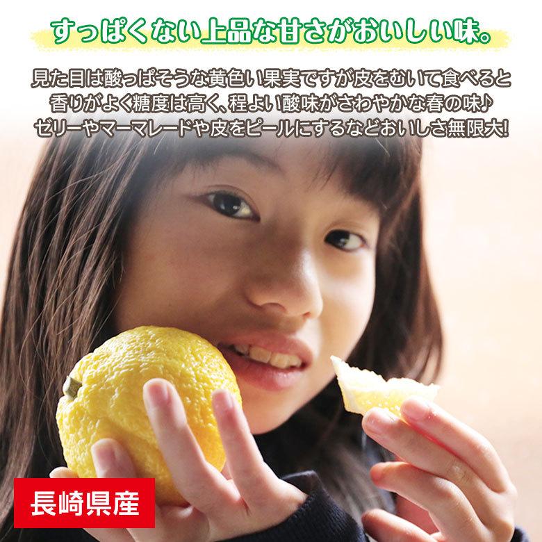 送料無料 長崎県 はるか 日向夏 サイズバラバラ サイズ混合 約 5kg