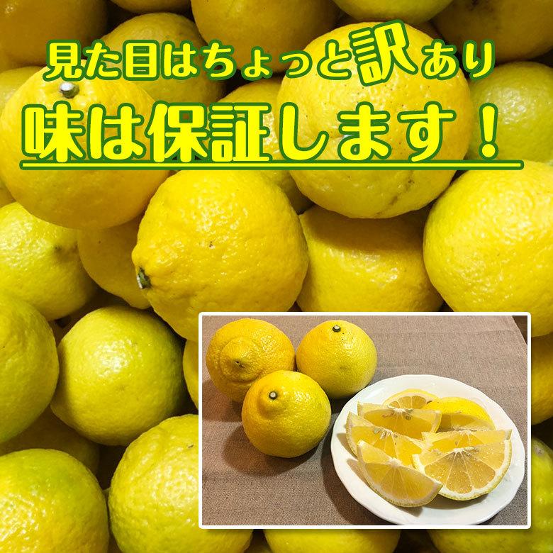 送料無料 長崎県 はるか 日向夏 サイズバラバラ サイズ混合 約 5kg