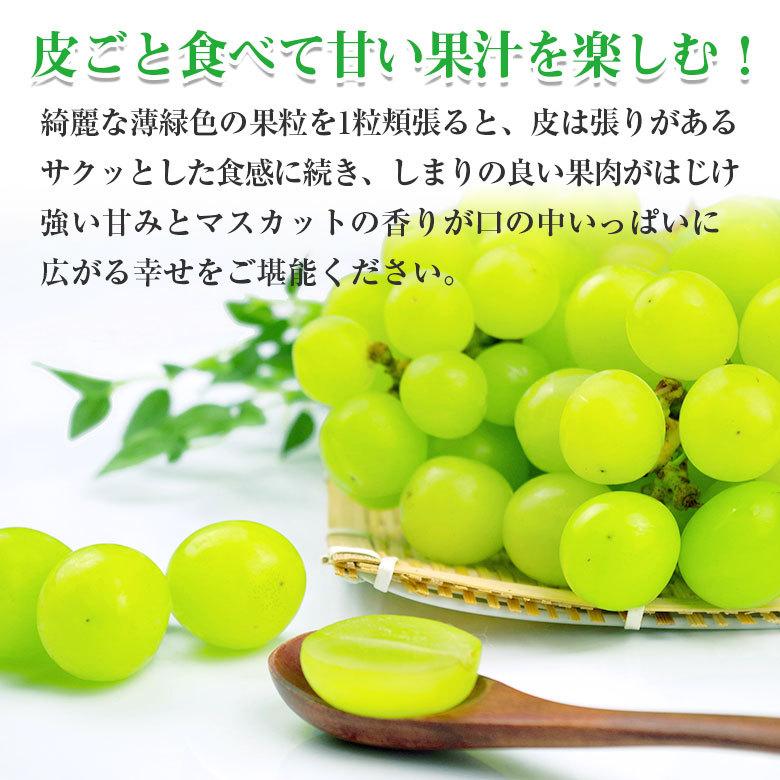 送料無料 地域厳選 シャインマスカット 訳アリ 1房 320g 前後