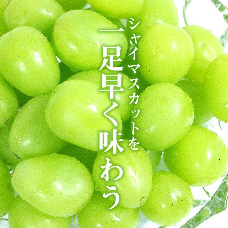 6月中旬から順次ご発送 送料無料 地域厳選 シャインマスカット 訳アリ 4房 1.2kg 以上 ハウス栽培 山梨県 岡山県 長野県 香川県 ご家庭用 マスカット ぶどう_2