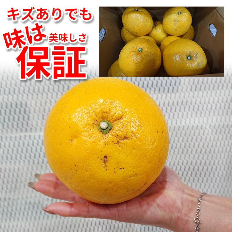 送料無料 地域厳選 河内晩柑 パール柑 サウスオレンジ 宇和ゴールド 約