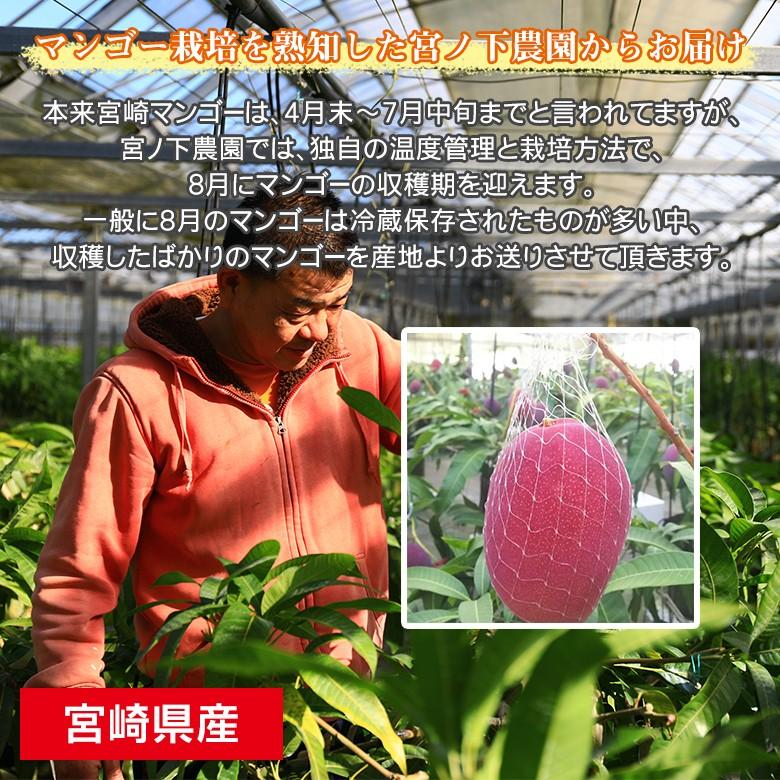 農家直送 産地直送 宮ノ下農園 宮崎完熟マンゴー 宮崎マンゴー 完熟マンゴー マンゴー M サイズ 2玉 化粧箱 国産 国産マンゴー 母の日 父の日 ギフト Mango M 2 Tyokusou くだもの観覧車 通販 Yahoo ショッピング