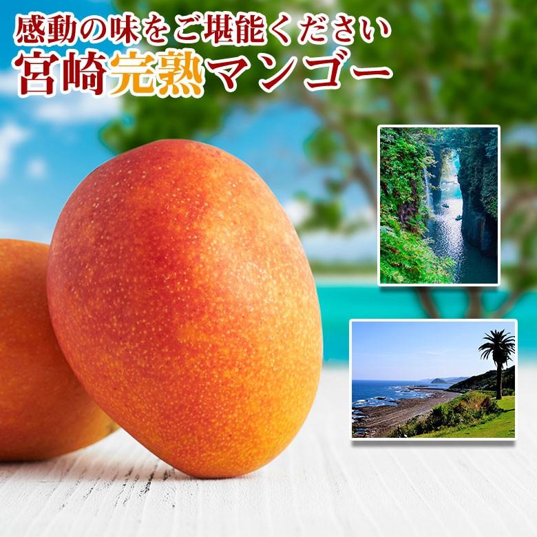 宮崎完熟マンゴー 宮崎マンゴー 完熟マンゴー マンゴー 大玉 2L 化粧