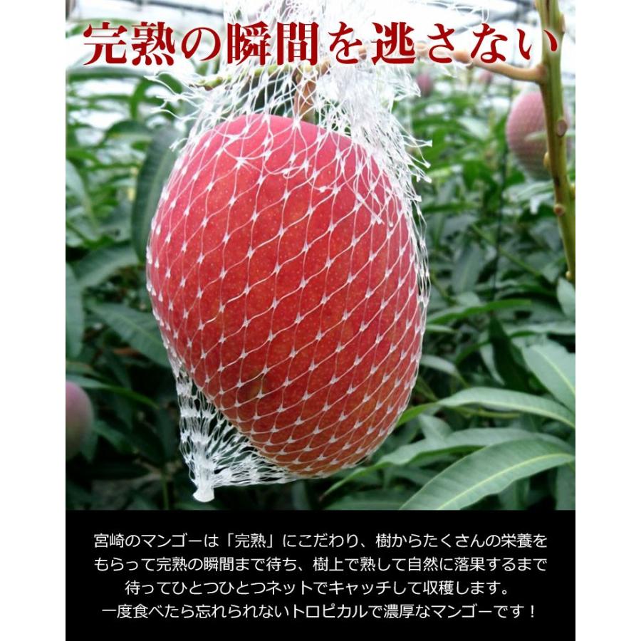 宮崎完熟マンゴー 宮崎マンゴー 完熟マンゴー マンゴー 大玉 3L 化粧