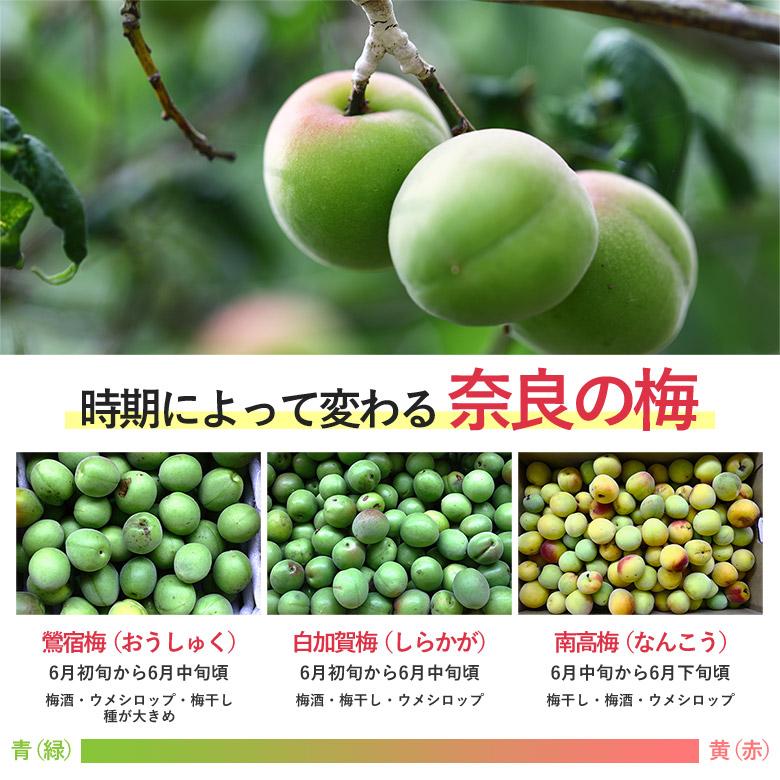 送料無料 訳あり 梅 南高梅 白加賀梅 鶯宿梅 奈良県 梅干し 梅ジュース