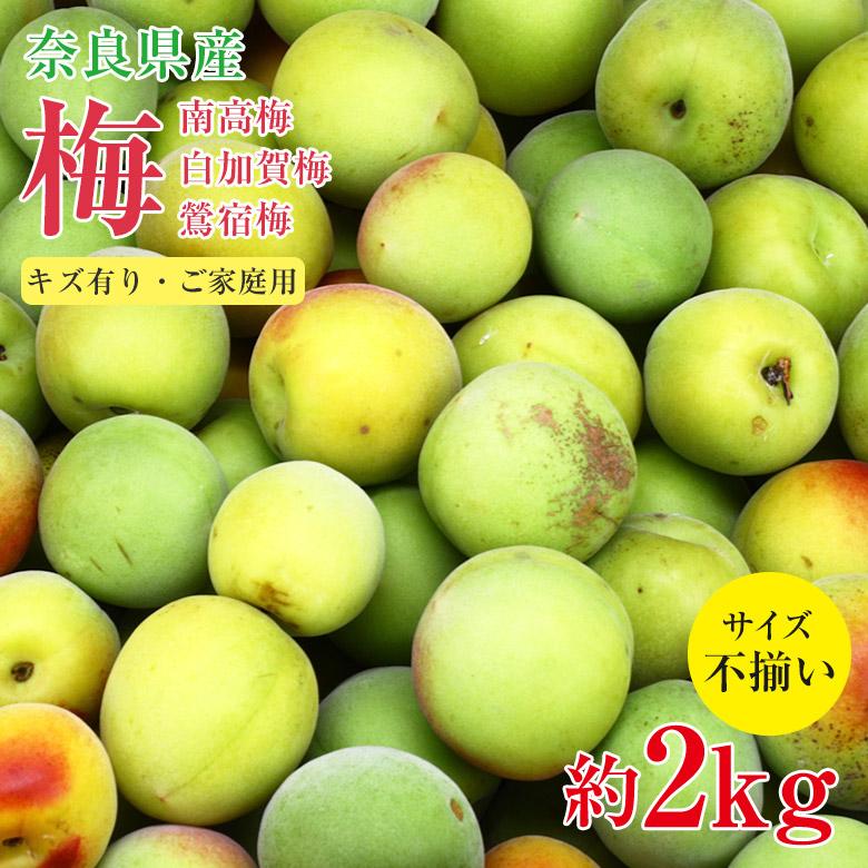 送料無料 訳あり 梅 南高梅 奈良県 梅 梅干し 梅ジュース 梅酒 加工用 約 2kg サイズふぞろい 家庭用 訳あり ご家庭用 サイズ混合 ワケアリ 傷モノ :nara-ume-2kg:くだもの観覧車 通販 奈良県産 南高梅 2キロ 青梅