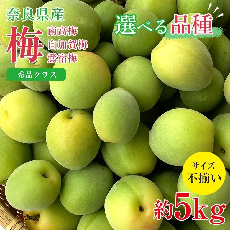 送料無料 秀品 梅 南高梅 白加賀梅 鶯宿梅 奈良県 梅 梅干し 梅ジュース 梅酒 加工用 約 5kg サイズふぞろい 家庭用 ご家庭用 サイズ混合 ワケアリ 傷モノ（Yahoo!・くだもの観覧車）