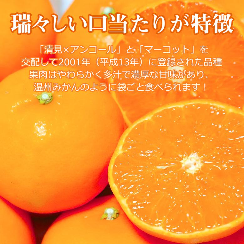 送料無料 訳あり ちょっと訳あり 家庭用 せとか 産地直送 長崎県 せとか みかん 25〜35個 5kg 長崎県産 長崎みかん  国産  国産みかん ご家庭用｜fruit27｜02