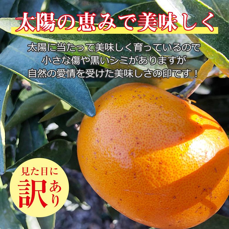 送料無料 訳あり ちょっと訳あり 家庭用 せとか 産地直送 長崎県