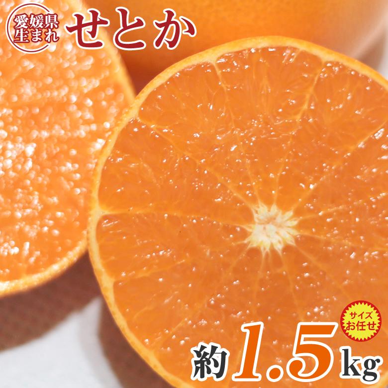 送料無料 愛媛県産 せとか 愛媛みかん 愛媛県せとか 大きさお任せ 大き