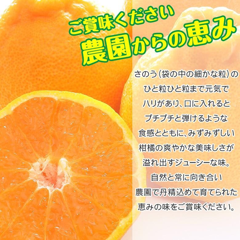 コスパ最高　デコポン　不知火　みかん　40kg 家庭用 ハウスデコポン 約3kg（化粧箱入） ／ みかん ミカン 蜜柑 柑橘類