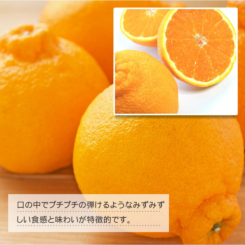コスパ最高　デコポン　不知火　みかん　40kg 美味しい みかん 不知火 【順次発送】 みかん 不知火 （ デコポン と同品種） 約