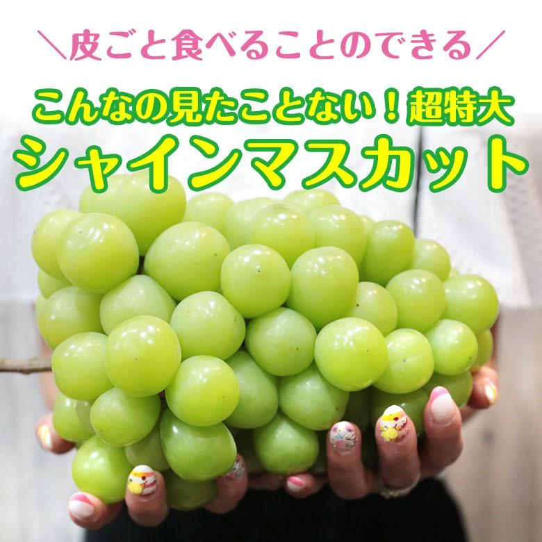 送料無料 地域厳選 超 特大 シャインマスカット 訳アリ 約 1kg