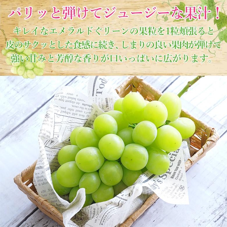 送料無料 地域厳選 超 特大 シャインマスカット 訳アリ 約 1kg 大粒 大