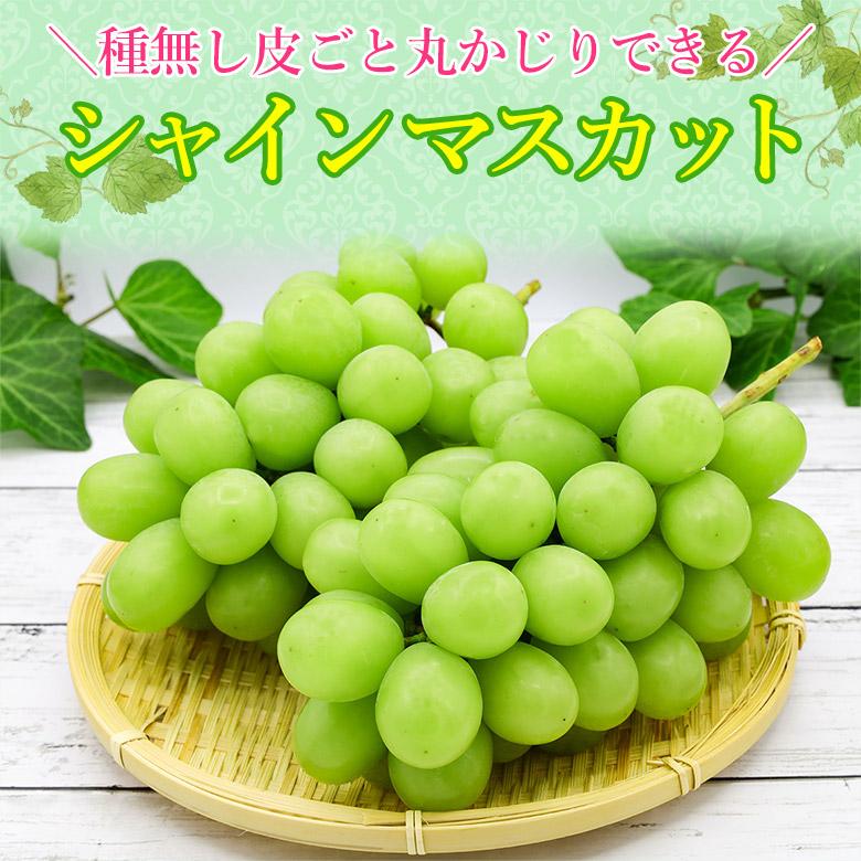 8月下旬より順次ご発送 優品 約 2kg 2〜4房 送料無料 シャイン