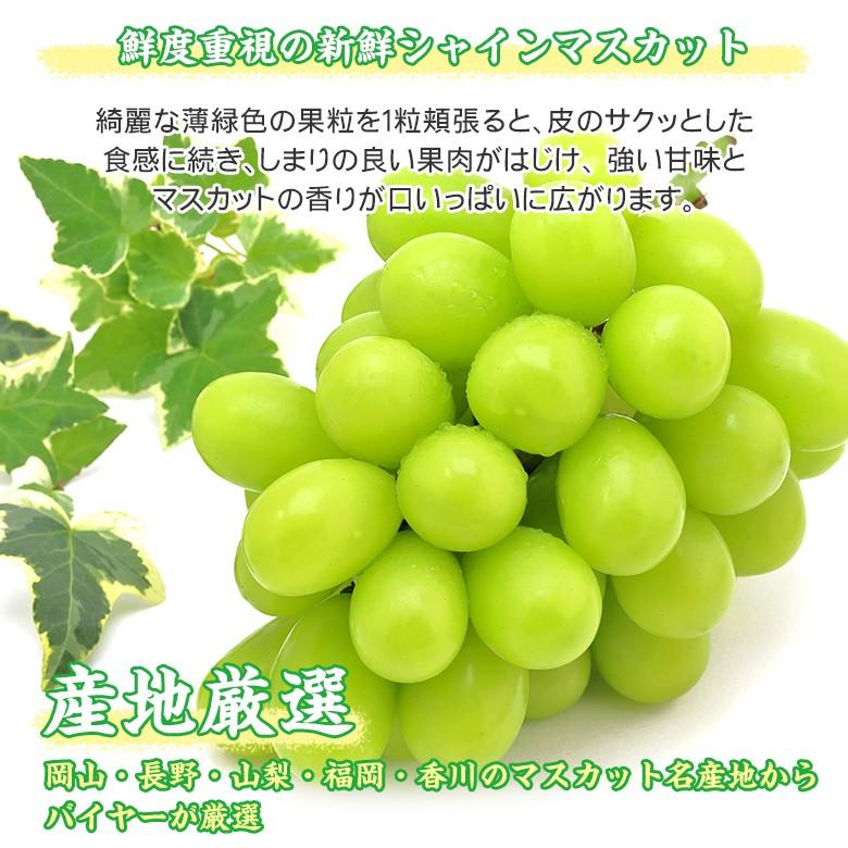 セール！絶対にお買い得！9/3以降発送！山梨県産 シャイン