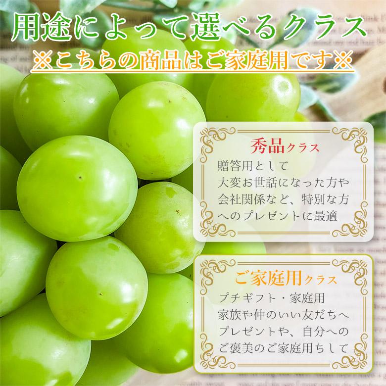 8月下旬より順次ご発送 優品 約 2kg 2〜4房 送料無料 シャイン