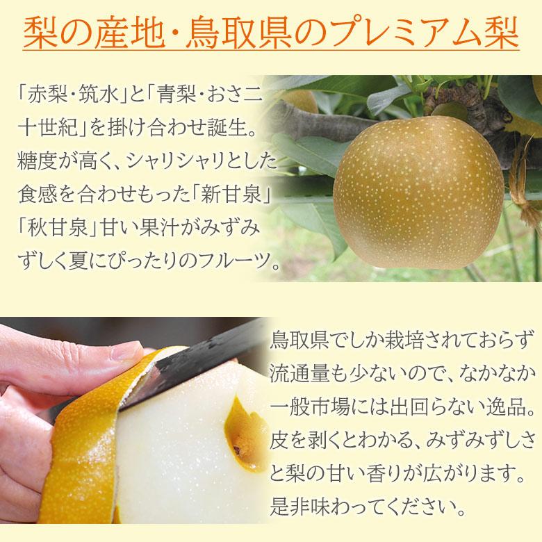 順次ご発送中 送料無料 鳥取県産 新甘泉 しんかんせん 秋甘泉 梨 大玉