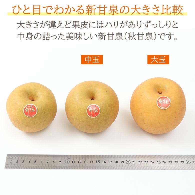 h-aページ　神紅2房✖️新甘泉9玉 順次ご発送中 送料無料 鳥取県産 新甘泉 しんかんせん 秋甘泉 梨 大玉
