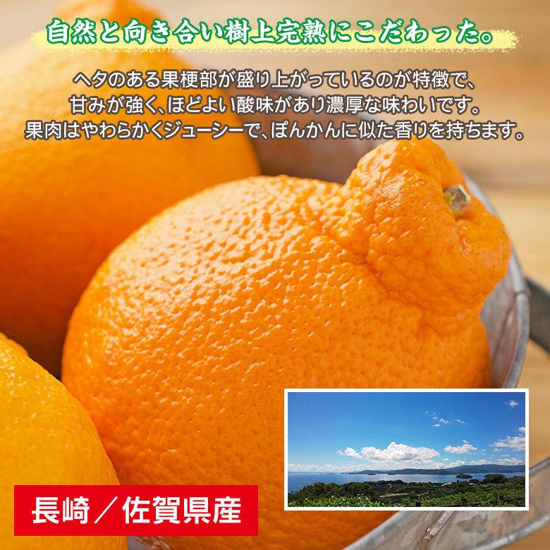送料無料 長崎県 長崎県産 不知火 デコポン 5kg 訳あり サイズお任せ
