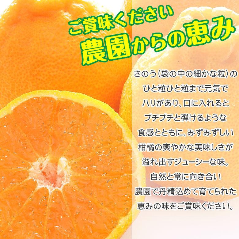 送料無料 長崎県 長崎県産 不知火 デコポン 5kg 訳あり サイズお任せ