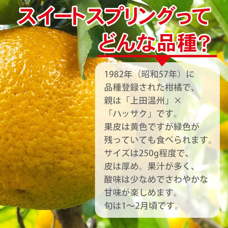 送料無料 訳あり ちょっと訳あり 家庭用 スイートスプリング 産地直送 長崎県  みかん はっさく 八朔 約 10kg 長崎県産 長崎みかん  国産  国産みかん ご家庭用｜fruit27｜03