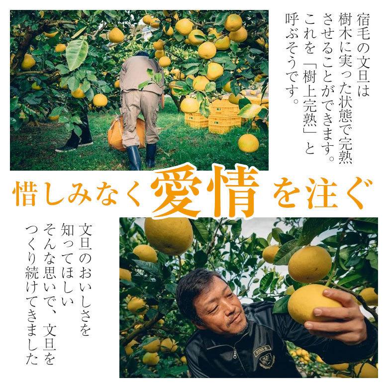 送料無料 高知県 高知 産地直送 土佐文旦 ブンタン 文旦 秀品 約 5kg