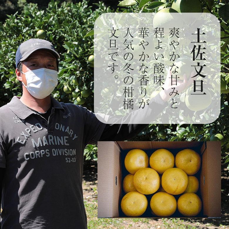 送料無料 高知県 高知 産地直送 土佐文旦 ブンタン 文旦 訳あり 約
