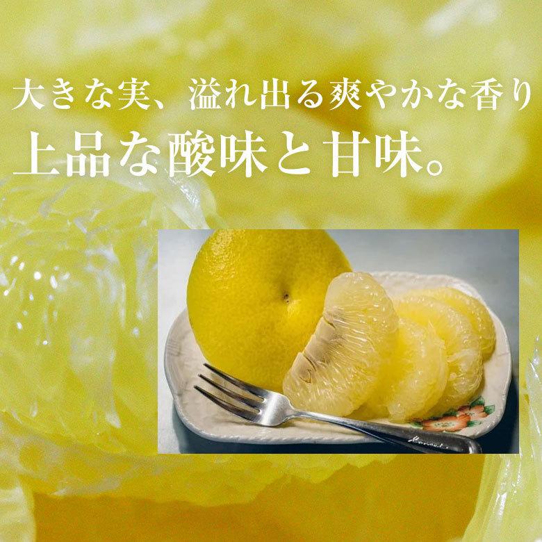 送料無料 高知県 高知 産地直送 土佐文旦 ブンタン 文旦 訳あり 約