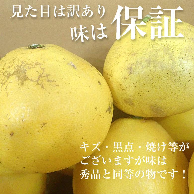 送料無料 高知県 高知 産地直送 土佐文旦 ブンタン 文旦 訳あり 約 10kg すくも文旦 宿毛 文旦 みかん 国産  国産みかん ご家庭用｜fruit27｜07